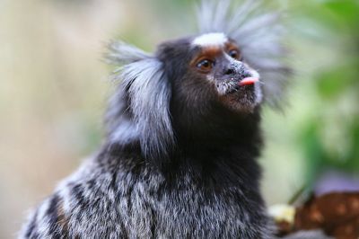Обыкновенные игрунки одни из тех обезьян, у которых рецептор умами настроен на насекомых. Фото: LASZLO ILYES / Flickr.com