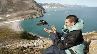 Ученый в Восточной Гренландии надевает кольцо с меткой GLS на лапку птице. Фото : David Grémillet.