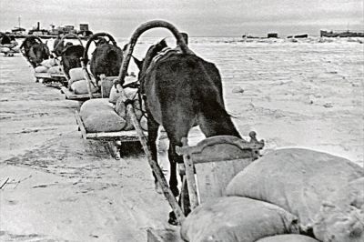 В годы блокады на Дороге жизни работали 960 лошадей.