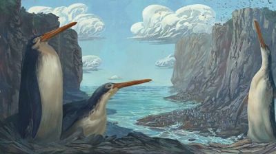 Художественная реконструкция гигантского пингвина Kairuku waewaeroa. Иллюстрация: Massey University.