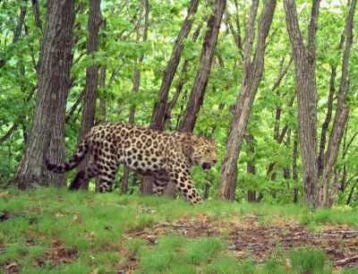 Фотография с фотоловушек национального парка «Земля леопарда».