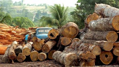 Больше всего жертв - среди активистов, борющихся против вырубки лесов