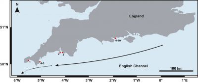 Карта южного побережья Великобритании. Красными точками отмечены места встреч с группами лекарственных каракатиц. Иллюстрация: Christian Drerup & Gavan M. Cooke / Ethology, 2021