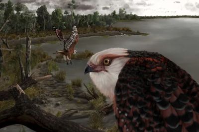 Archaehierax sylvestris теперь считается самым древним видом ястребиной птицы из когда-либо найденных. Иллюстрация: Artwork courtesy of J. Blokland, Flinders University.
