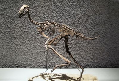 Реконструкция скелета динозавра Caudipteryx zoui. Фото: Ra'ike / Wikipedia