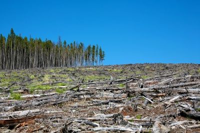 Экономия или переработка тонны бумаги позволяет «спасти» 17 деревьев. Фото: Ivan_Sabo, Shutterstock