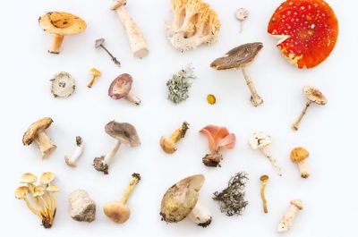 Растительная пища благотворно влияет на здоровье человека. И грибы не являются исключением! Фото: Unsplash