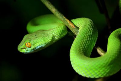 Хоть змеи и являются рептилиями, почти все они полностью потеряли конечности, характерные для наземных позвоночных.
