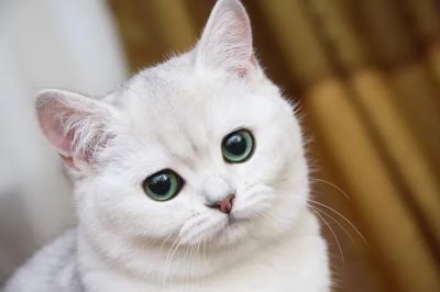 Кошки, по мнению ученых, склонны скрывать серьезное физическое недомогание.