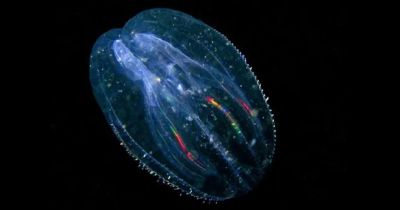 Mnemiopsis leidyi – один из представителей гребневиков, существ, напоминающих медуз, но относящихся к отдельному типу.