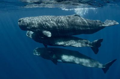 Имея достаточно данных, искусственный интеллект можно научить интерпретировать «коды» китов. Фото: Amanda Cotton/Project CETI