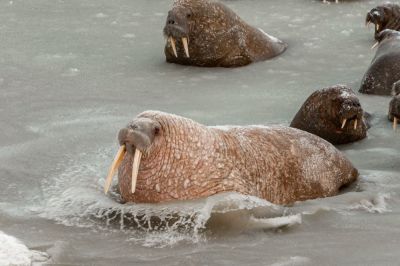 На побережье Ямала расположились около двух тысяч моржей. Есть самки с детенышами. Фото: Пресс-служба губернатора ЯНАО.