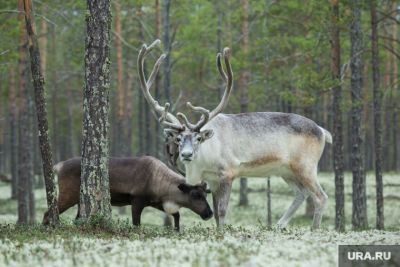 Фото: Александр Кулаковский © URA.RU