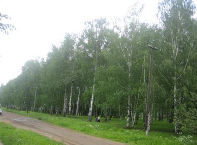 Парк «Берёзовая роща» — заповедный лесопарк в городе Яранск. Фото: Wikipedia / Alexander V. Solomin.