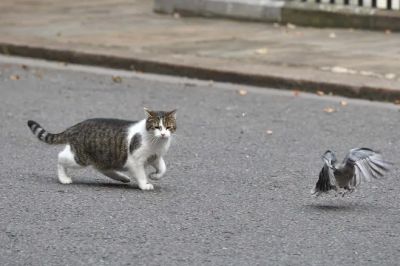 Кошки — замечательные домашние животные, но они представляют угрозу для дикой природы, когда выходят погулять без присмотра. Фото: Getty Images