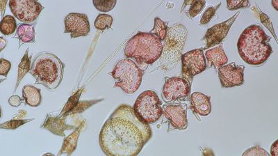 Фото: Панцирные водоросли / Getty images