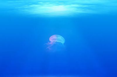 Медуза под названием Clytia hemisphaerica — идеальная модель для изучения такого поведения.