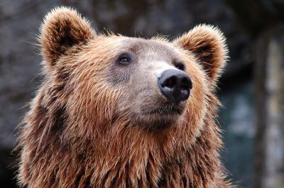 Само русское слово «медведь» – значит «поедающий мёд».