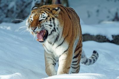 Амурский тигр.