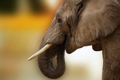Под угрозой исчезновения африканские слоны и другие животные.