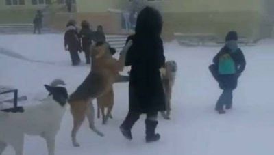 Бродячие собаки возле 31-й школы в Якутске.