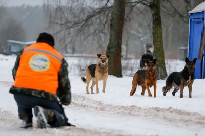 Бродячих собак ловят, стерилизуют и... выпускают. Так велит закон. Но друзьями людей они не становятся. Фото: Виталий Невар / ТАСС.