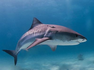 Тигровая акула. Фото: Wikimedia Commons.