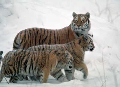 Последний подсчет численности тигров в крае проводился в 2015 году.