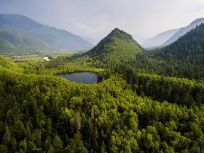 В СФУ рассказали о влиянии «подземного климата» на рост лиственных лесов Сибири. Фото: Getty images.