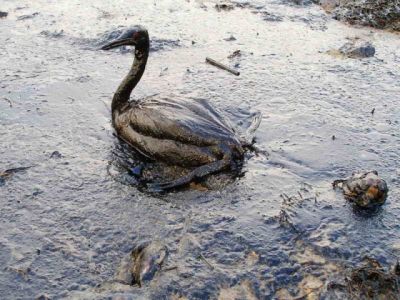 Разлив нефти. Фото: Marine Photobank.