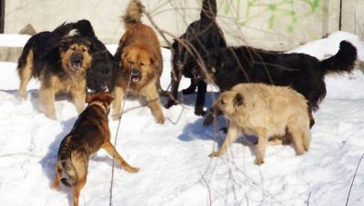 Проблема бездомных собак остро стоит в Забайкалье, Якутии, Бурятии.
