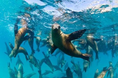 Эта экологическая дата считается днем защиты не только китов, но и всех морских млекопитающих и разных других живых существ, обитающих в морях и океанах нашей планеты. Фото: Joost van Uffelen, Shutterstock.
