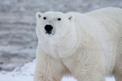 В природе белых медведей можно встретить только в Арктических широтах, вблизи Северного полюса