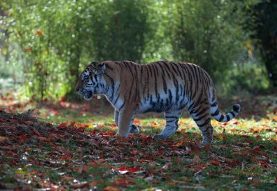 Амурский тигр - один из самых редких хищников планеты, занесен в Международную красную книгу.