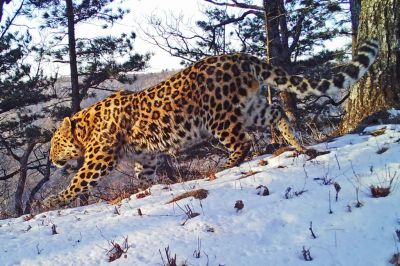 Благодаря активной природоохранной работе сегодня численность дальневосточного леопарда на территории страны составляет не менее 110 особей.
