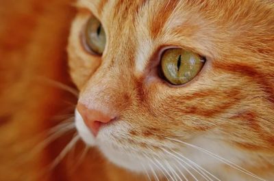 Чтобы оценить ту степень, с которой кошкам нравятся определенные вещи, исследователи протестировали реакции от двух кошачьих групп (по 19 кошек в каждой).