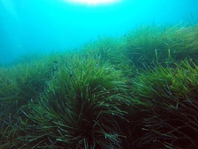 Морские водоросли. Фото: HYDRA Marine Sciences GmbH.