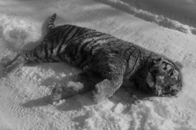 Гибелью одного тигра закончилась схватка двух хищников. Фото: Предоставлено пресс-службой Центр "Амурский тигр".