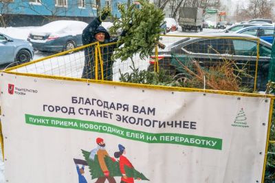 Больше всего деревьев собрали в Южном и Западном административных округах - более 7 тыс. в каждом. Фото: Комплекс городского хозяйства Москвы.