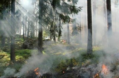 Проект устанавливает единый подход по организации руководства работами по тушению лесных пожаров.
