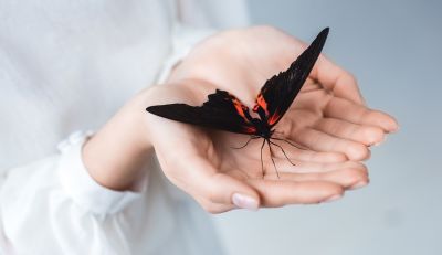 Любителям насекомых открывается возможность наблюдать за поведением питомцев, их питанием и даже участвовать в создании условий для их жизни. Фото: LightField Studios, Shutterstock