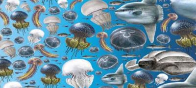В медузах мало углеводов и много белка, но они легко портятся при повышении температуры и могут служить переносчиками патогенных бактерий. Иллюстрация ФАО.