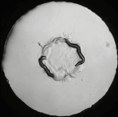 Взрослые особи Caenorhabditis elegans покидают бактериальное пятно. Фото: Quach K.T., et al., Current biology, 2022