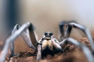 Если усмирить чувство отвращения, возникающее при мысли о пауках, можно узнать много нового и интересного об этих членистоногих.