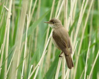 Тростниковая камышевка (Acrocephalus scirpaceus) — мелкая птица из отряда воробьинообразных.  Фото: naturespot.org.uk