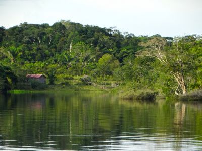 Три четверти от всех амазонских джунглей утратили способность «самолечения».