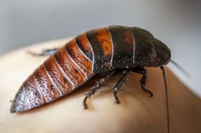 Мадагаскарские тараканы не контактируют с сородичами и не являются переносчиками инфекций.