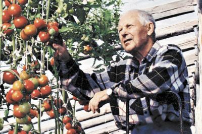 Владимир Морозов предпочитает высокую теплицу - высокорослые помидоры дают в ней особенно щедрый урожай. Фото: Ирина Невинная.