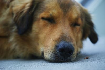 Подавляющее большинство бездомных собак — это одичавшие собаки, живущие на улицах уже не в первом поколении.