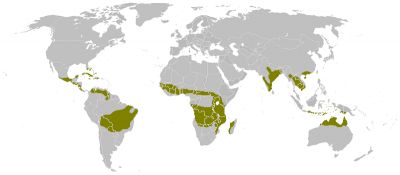 Мировая карта саванн (многие районы спорны) / ©Wikimedia Commons.